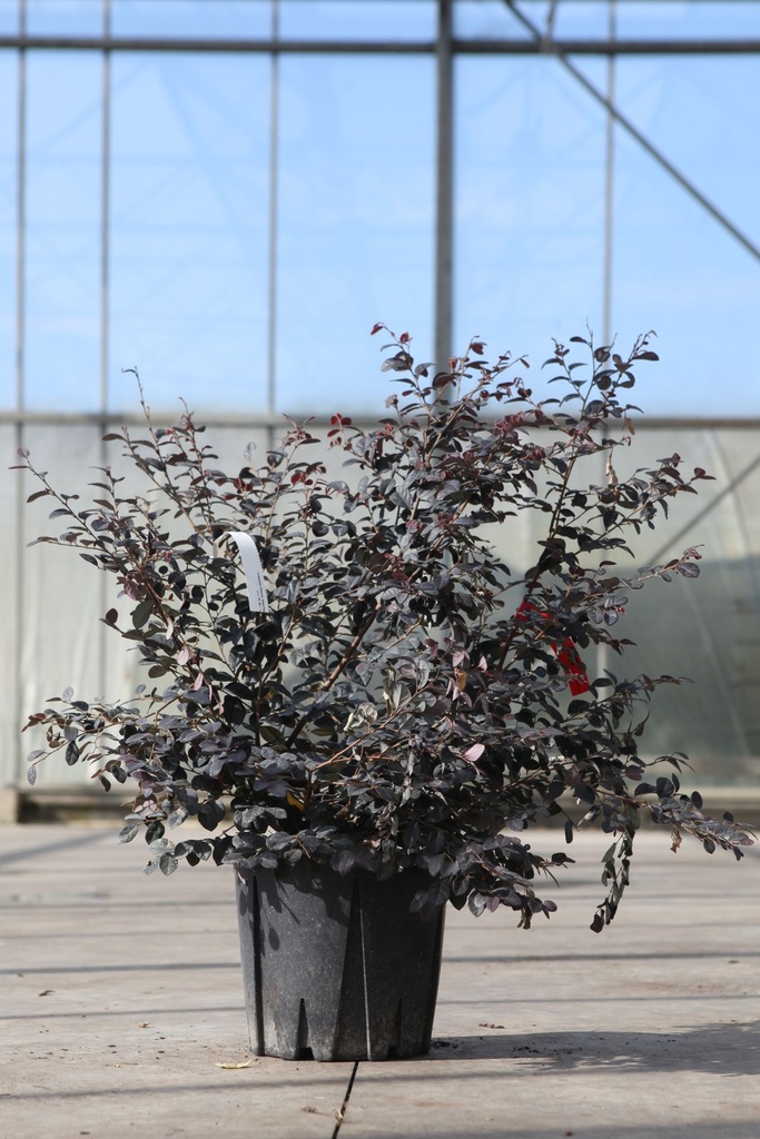[P] Loropetalum chinense 'Black Pearl' Kont. 10L 40/+ cm