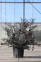 Loropetalum chinense 'Black Pearl' cont. 10L 40/+ cm