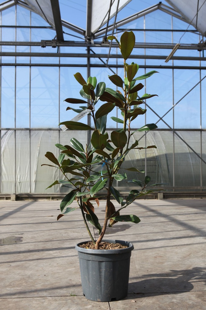 Magnolia grandiflora 'Goliath' cont. 15L 80-100 cm +f