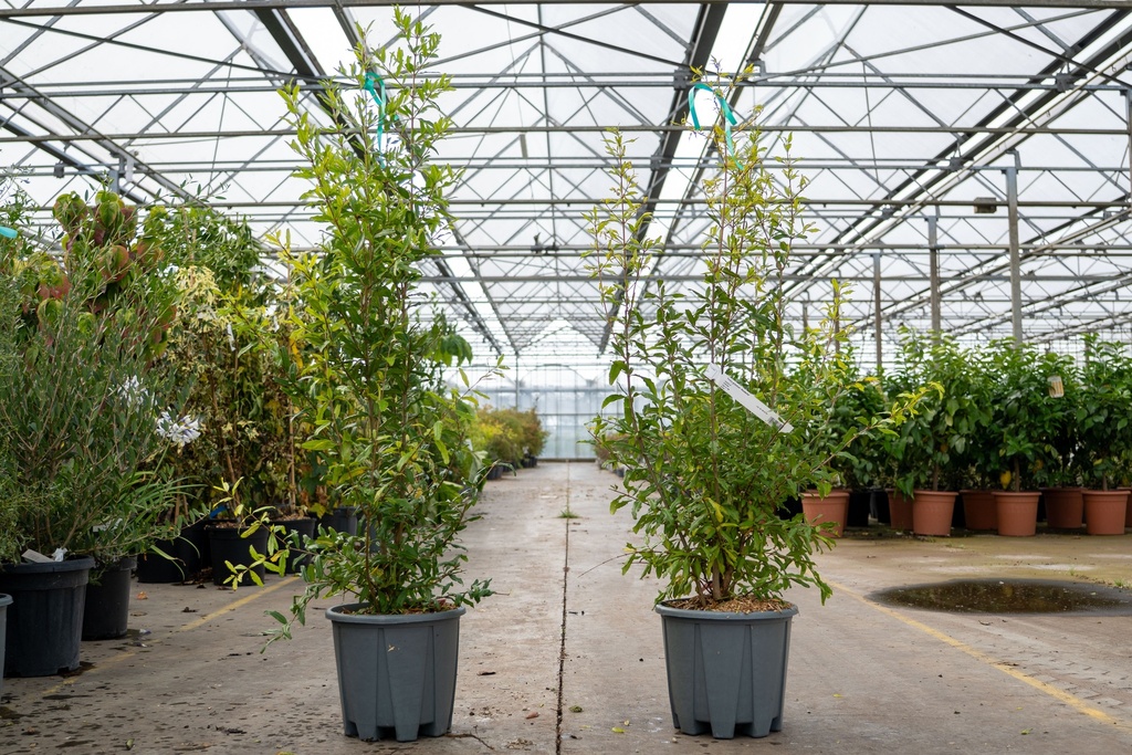 [P] Punica granatum 'Wonderful' Kont. 10L 100-125 cm