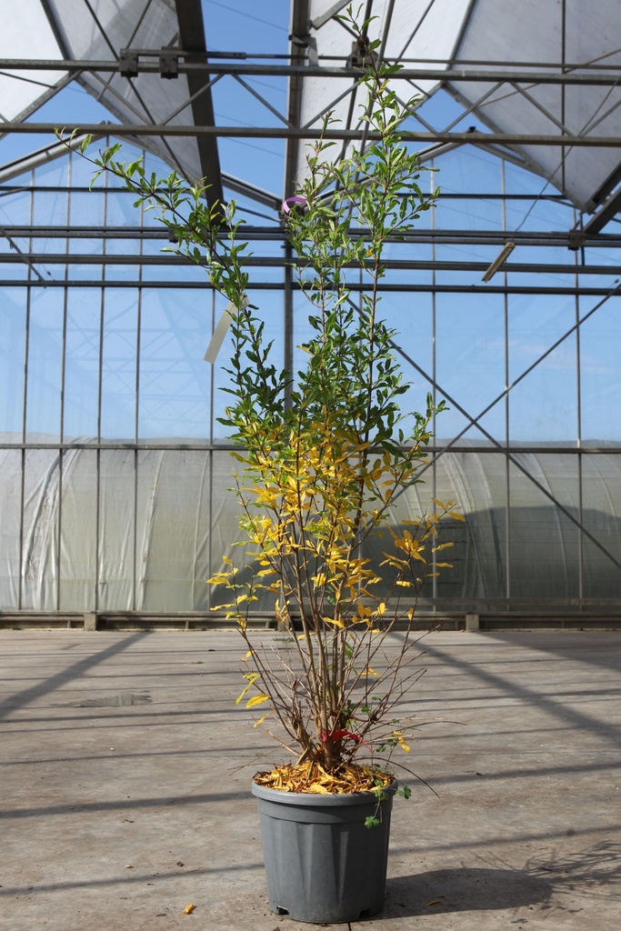 Punica granatum 'Wonderful' Kont. 10L 100-125 cm
