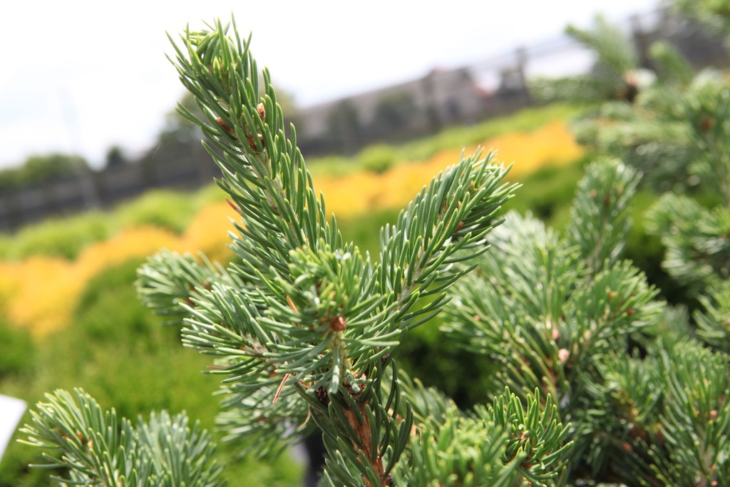 [P] Picea pungens 'Lucky Strike' cont. 30L 70-80 cm