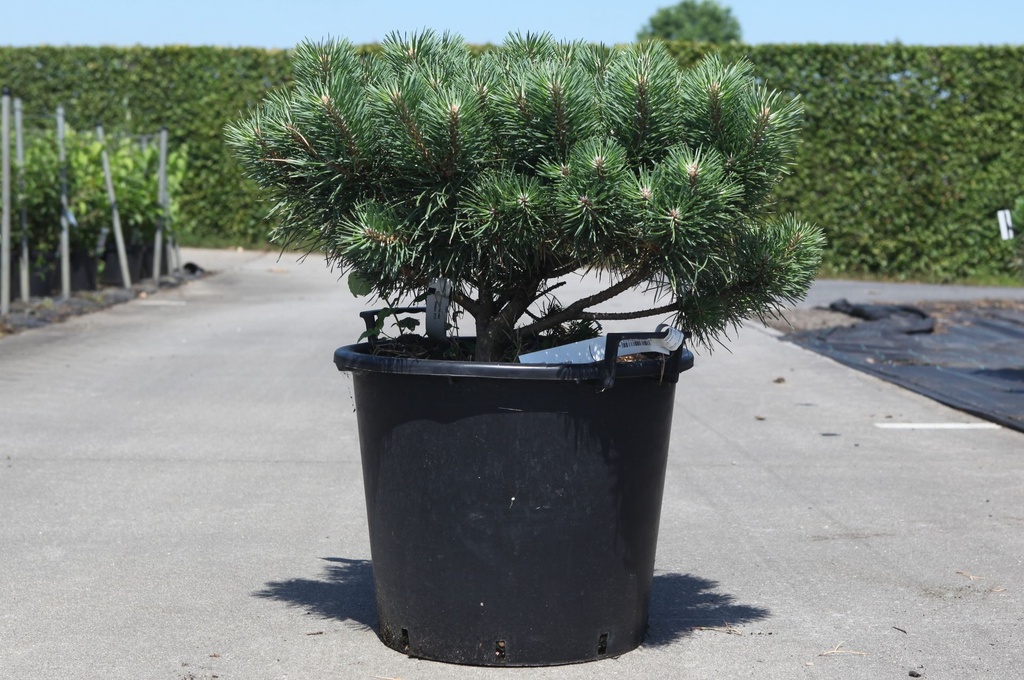 Pinus sylvestris BLUE PEARL (PBR) cont. 30L 60/+ cm