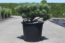 Pinus sylvestris BLUE PEARL (PBR) cont. 30L 60/+ cm