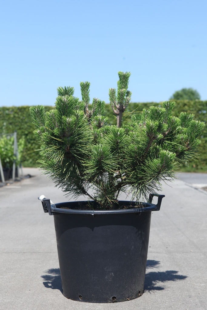 [P] Pinus thunbergii 'Sayonara' cont. 30L 60/+ cm