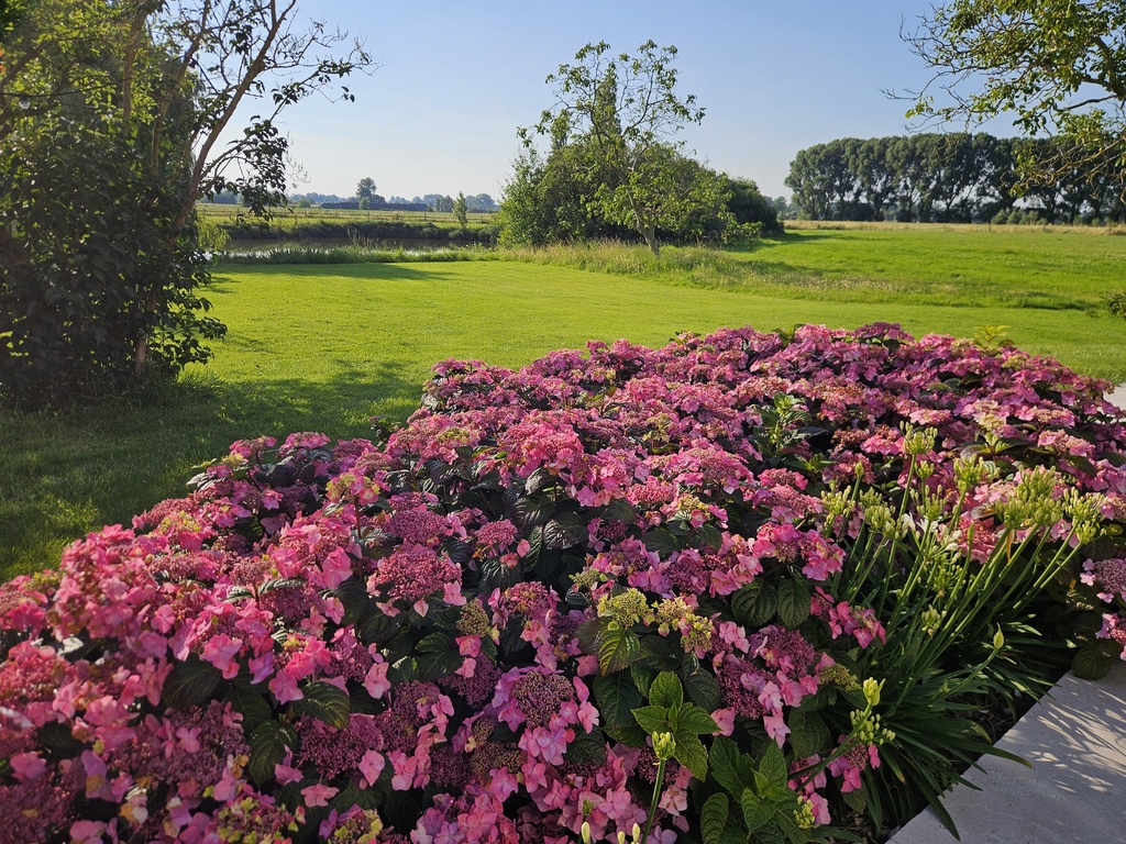 [P] Hydrangea macrophylla Endless Summer® POP STAR® (PBR) cont. 3L deko (blau) +B