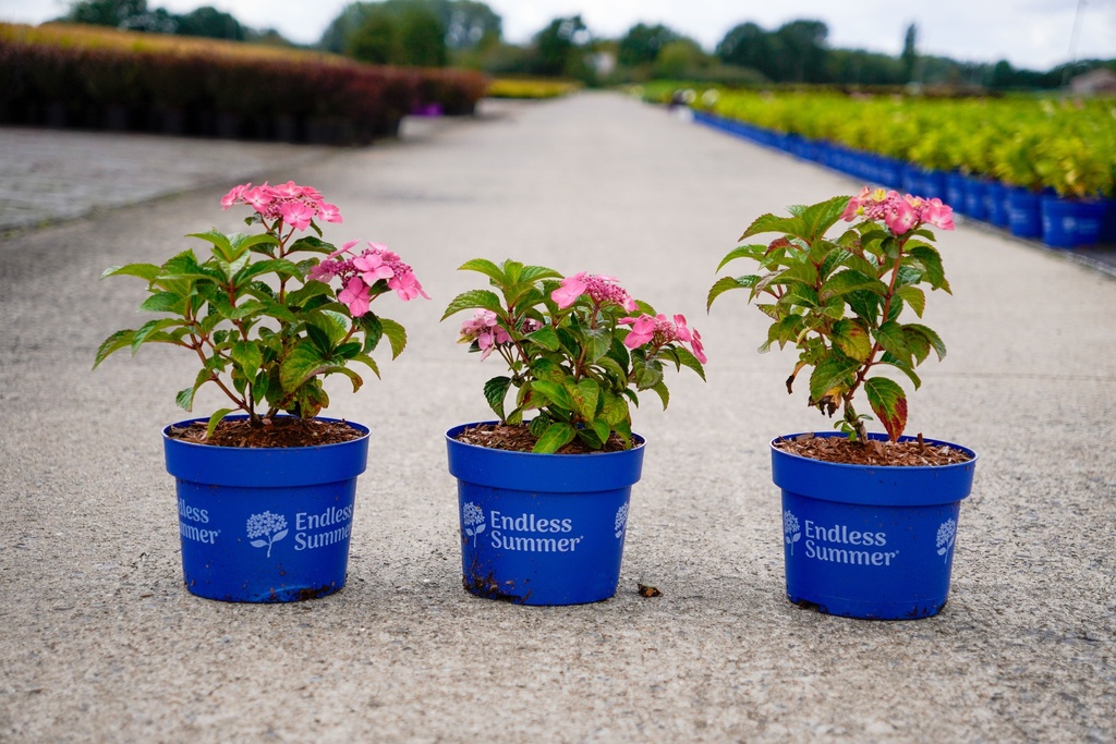 [P] Hydrangea macrophylla Endless Summer® POP STAR® (PBR) cont. 3L deco (roze) +f