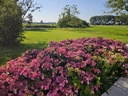 Hydrangea macrophylla Endless Summer® POP STAR® (PBR) cont. 3L deco (roze) +f