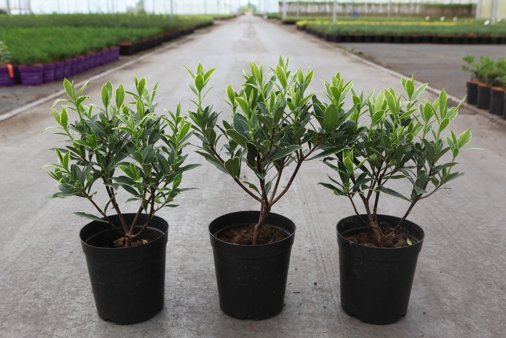 [P] Daphne odora 'Aureomarginata' cont. 2L 25-30 cm