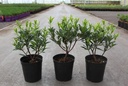 Daphne odora 'Aureomarginata' cont. 2L 25-30 cm