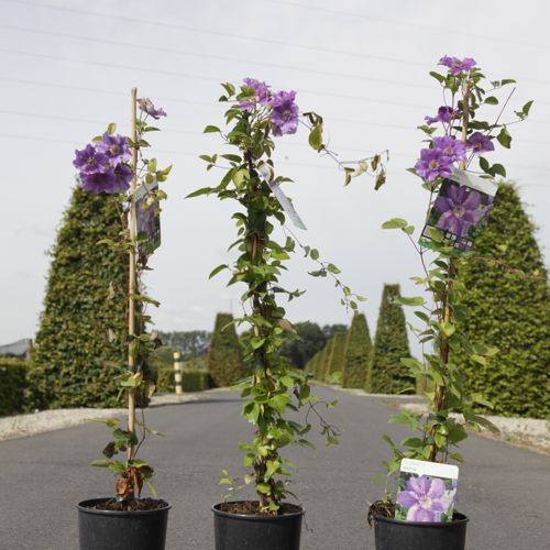 [P] Clematis 'Ashva' cont. 3L high 80-100 cm +p