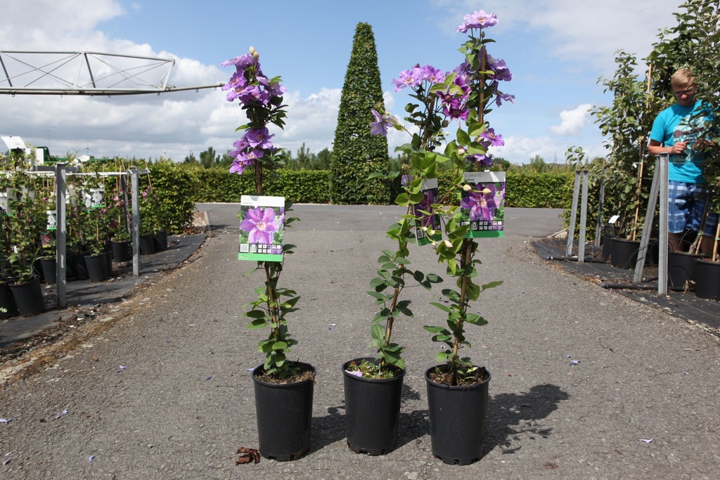 Clematis 'Ashva' cont. 3L high 80-100 cm +p
