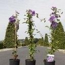 Clematis 'Ashva' cont. 3L high 80-100 cm +ф