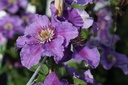 Clematis 'Ashva' cont. 3L high 80-100 cm +ф