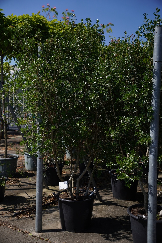 Phillyrea latifolia cont. 50L 175-200 cm cépée