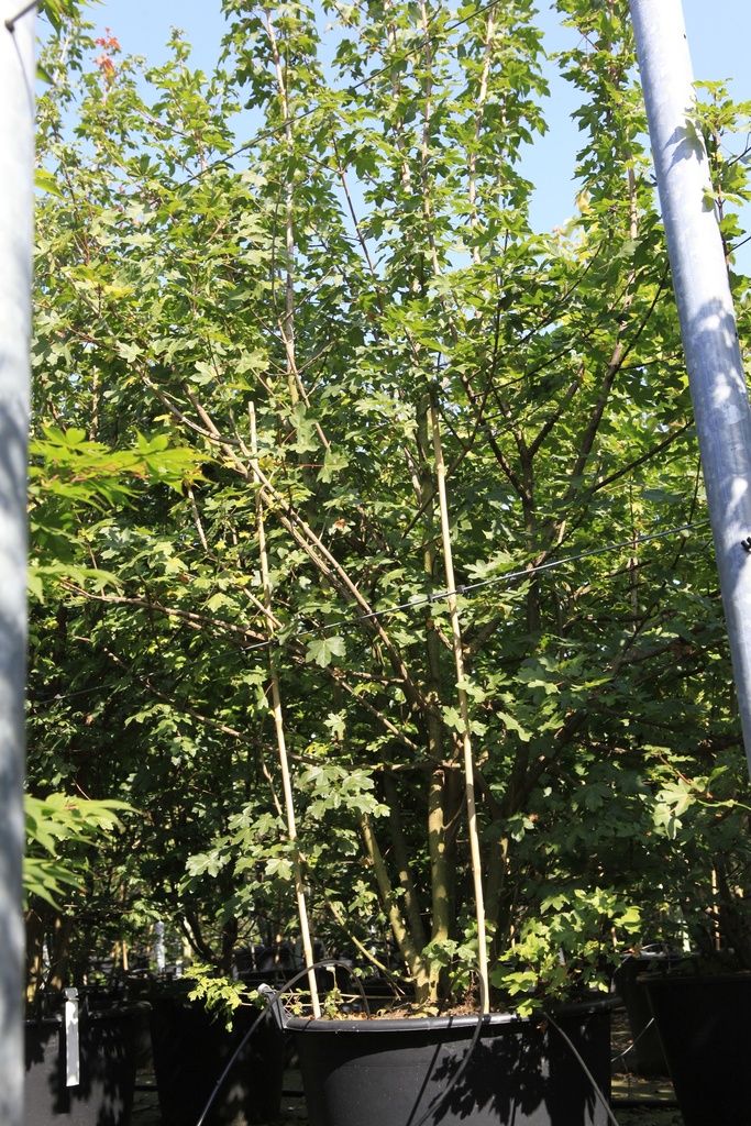 [P] Acer campestre cont. 90L 300-350 cm multi-stem