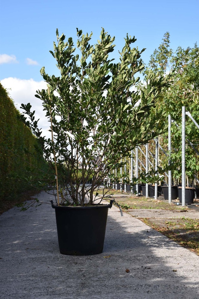 [P] Magnolia stellata 'Royal Star' Kont. 70L 150-175 cm Multistamm