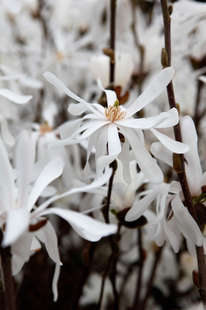 Magnolia stellata 'Royal Star' cont. 70L 150-175 cm multi-stem