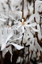 Magnolia stellata 'Royal Star' cont. 70L 150-175 cm cépée