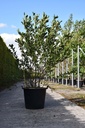 Magnolia stellata 'Royal Star' vaso 70L 150-175 cm multifusto