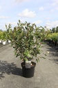 Cornus alba NIGHTFALL (PBR) cont. 10L 80-100 cm +ф