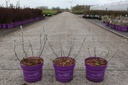 Salix candida First Editions® ICEBERG ALLEY® (PBR) cont. 3,6L deco 25-30 cm +B
