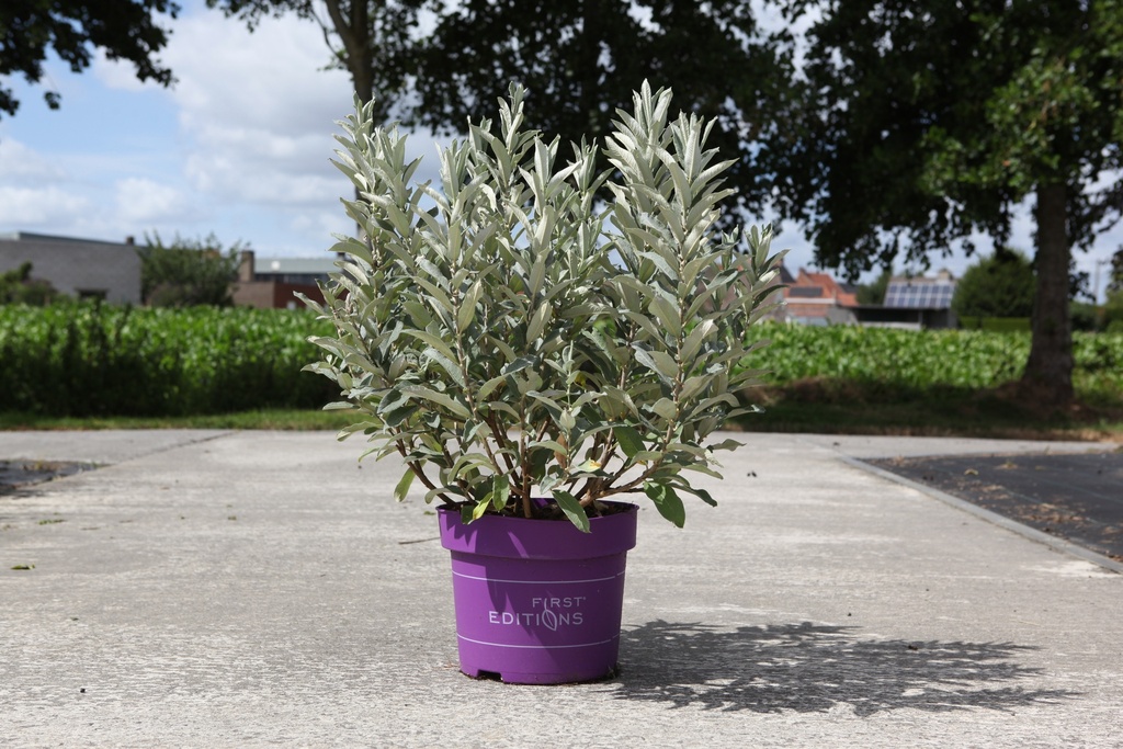 [P] Salix candida First Editions® ICEBERG ALLEY® (PBR) cont. 10L déco 30-40 cm +p