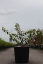 Viburnum plicatum 'Mariesii' cont. 25L 100/+ cm +p