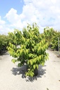 Viburnum plicatum 'Mariesii' cont. 25L 100/+ cm +p