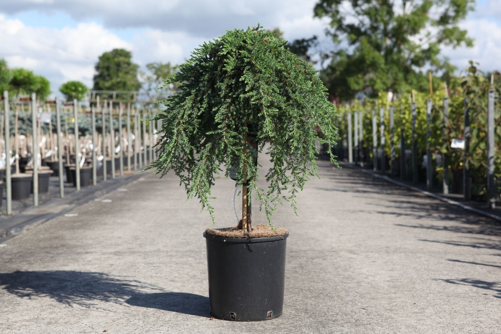 Juniperus communis 'Green Mantle' cont. 12L 60 cm standard