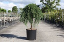 Juniperus communis 'Green Mantle' cont. 12L 60 cm standard