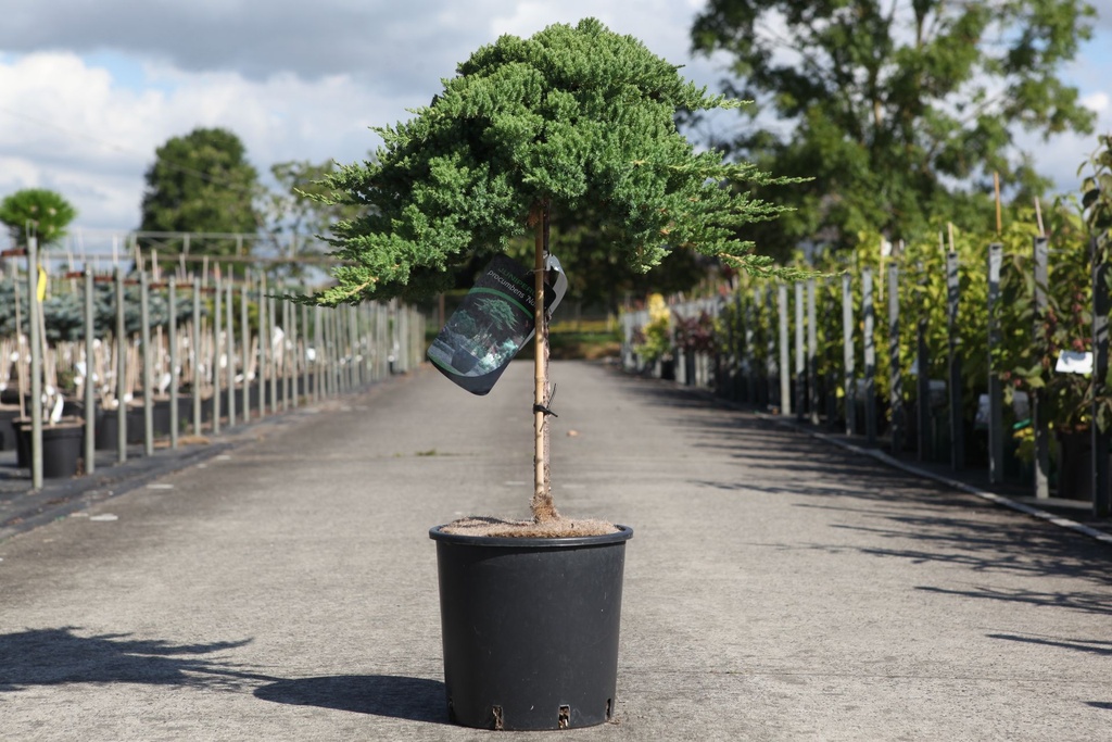 Juniperus procumbens 'Nana' cont. 12L 60 cm standard
