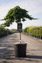 Juniperus procumbens 'Nana' cont. 12L 60 cm standard