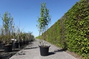 Acer davidii cont. 35L 150-175 cm