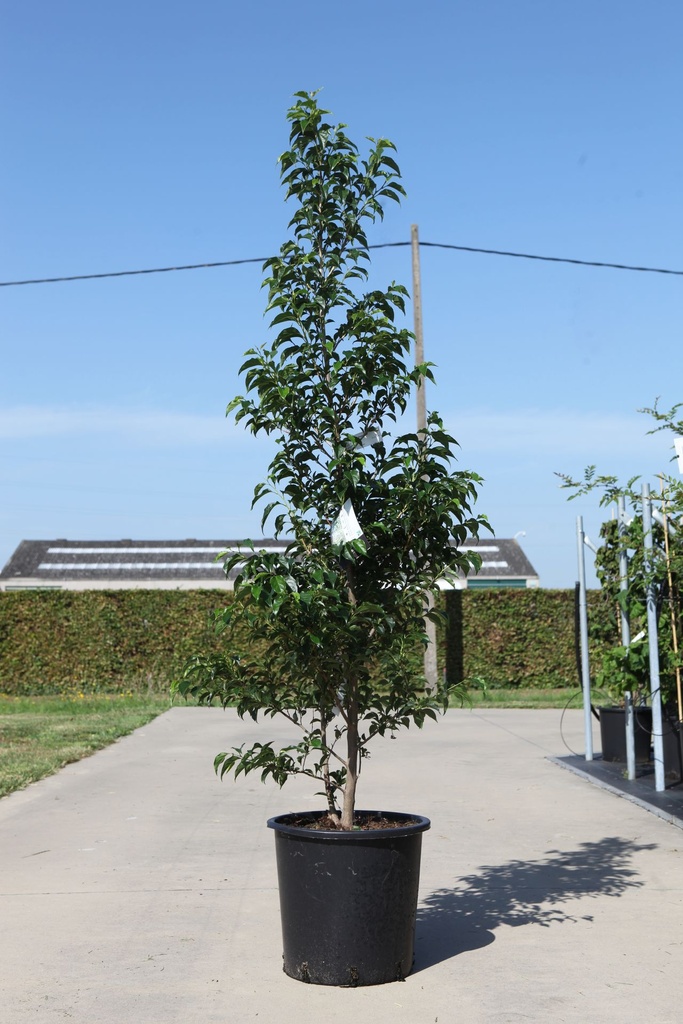 [P] Styrax japonicus 'Snowcone' cont. 25L 150-175 cm