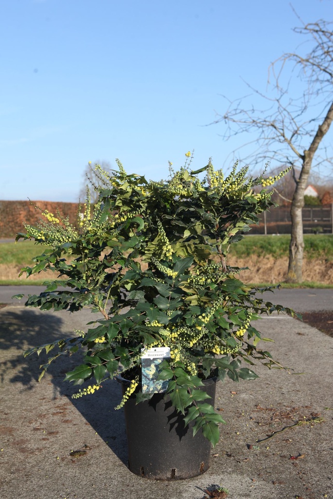 Mahonia japonica 'Hivernant' cont. 25L 80/+ cm