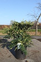 Mahonia japonica 'Hivernant' cont. 25L 80/+ cm