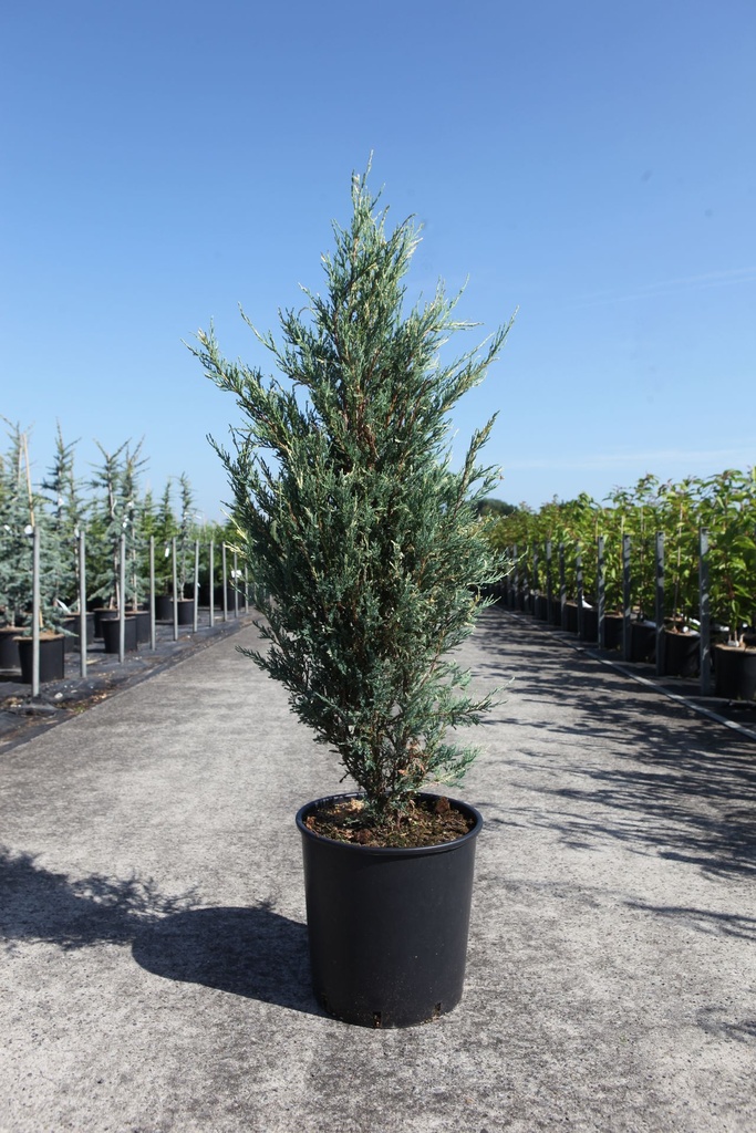 [P] Juniperus scopulorum BLUE IVORY (PBR) cont. 18L 125-150 cm