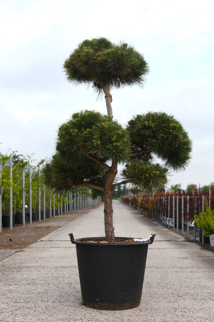 Pinus nigra 'Marie Brégeon' (PBR) cont. 90L 150-175 cm bonsai