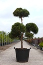 Pinus nigra 'Marie Brégeon' (PBR) cont. 90L 150-175 cm bonsai