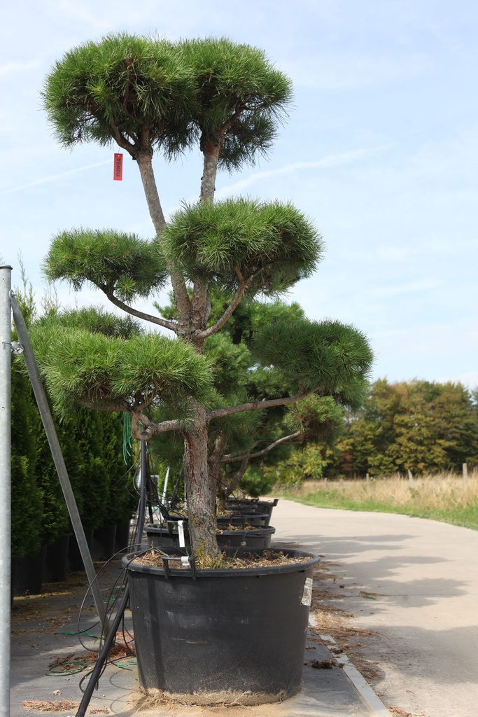 [P] Pinus sylvestris cont. 160L 150-175 cm bonsaï