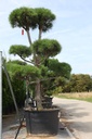 Pinus sylvestris cont. 160L 150-175 cm bonsai