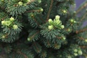 Picea abies 'Wills Zwerg' cont. 25L 100/+ cm