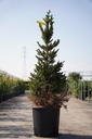 Picea abies 'Wills Zwerg' cont. 25L 100/+ cm