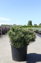 Pinus nigra 'Nana' cont. 30L 60/+ cm