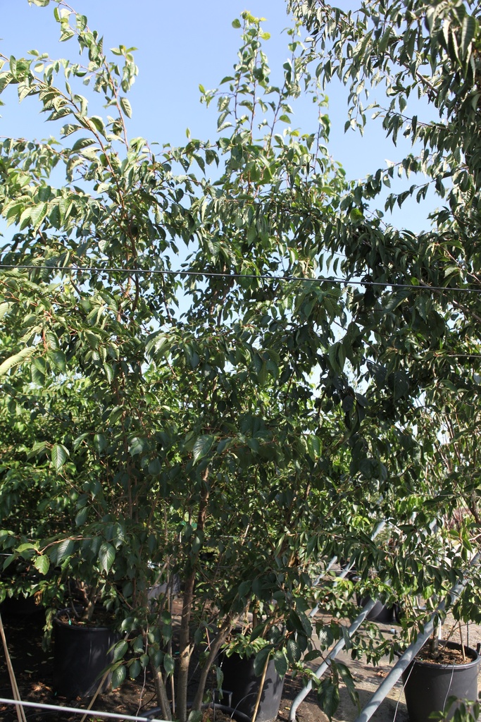 Prunus 'Accolade' cont. 130L 300-350 cm multi-stem