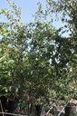 Prunus 'Accolade' cont. 130L 300-350 cm Multistamm