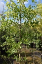 Nyssa aquatica kont. 70L 200-250 cm