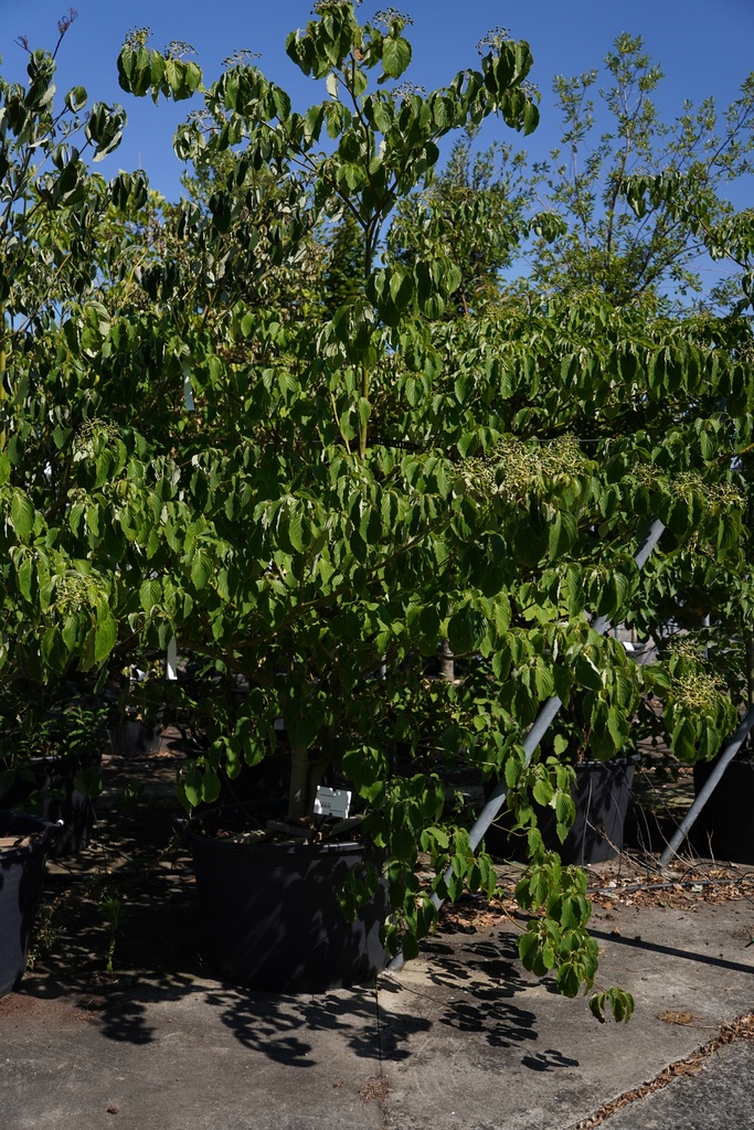 Cornus controversa cont. 160L 250-300 cm