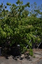 Cornus controversa cont. 160L 250-300 cm